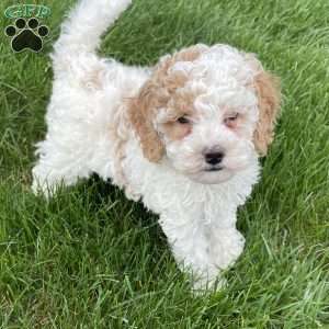 Tinker, Miniature Poodle Puppy