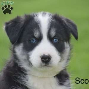 Scott, Pomsky Puppy
