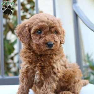 Bentley, Mini Goldendoodle Puppy