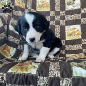 Lassie, Border Collie Puppy