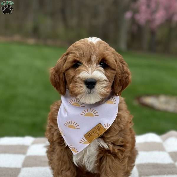 Lux, Mini Goldendoodle Puppy