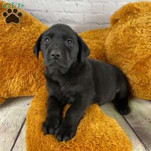 Archer, Black Labrador Retriever Puppy