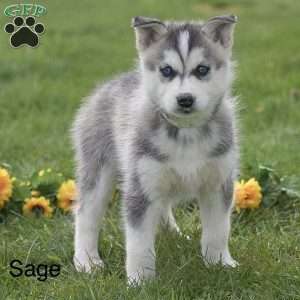 Sage, Pomsky Puppy