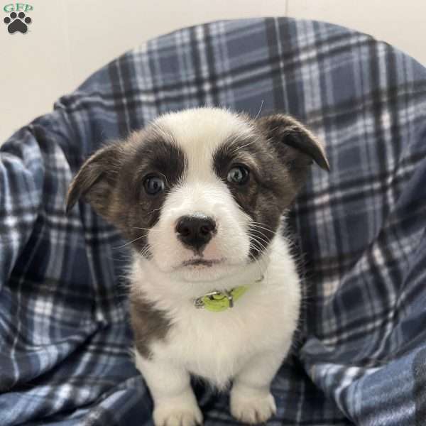 Benny, Pembroke Welsh Corgi Puppy