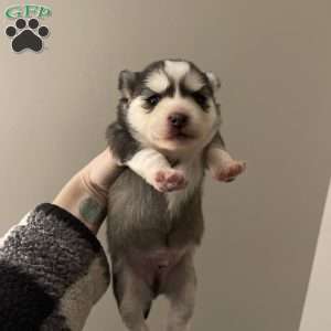 Woofie- F3, Pomsky Puppy