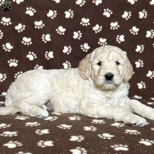 PHIZZ, Goldendoodle Puppy