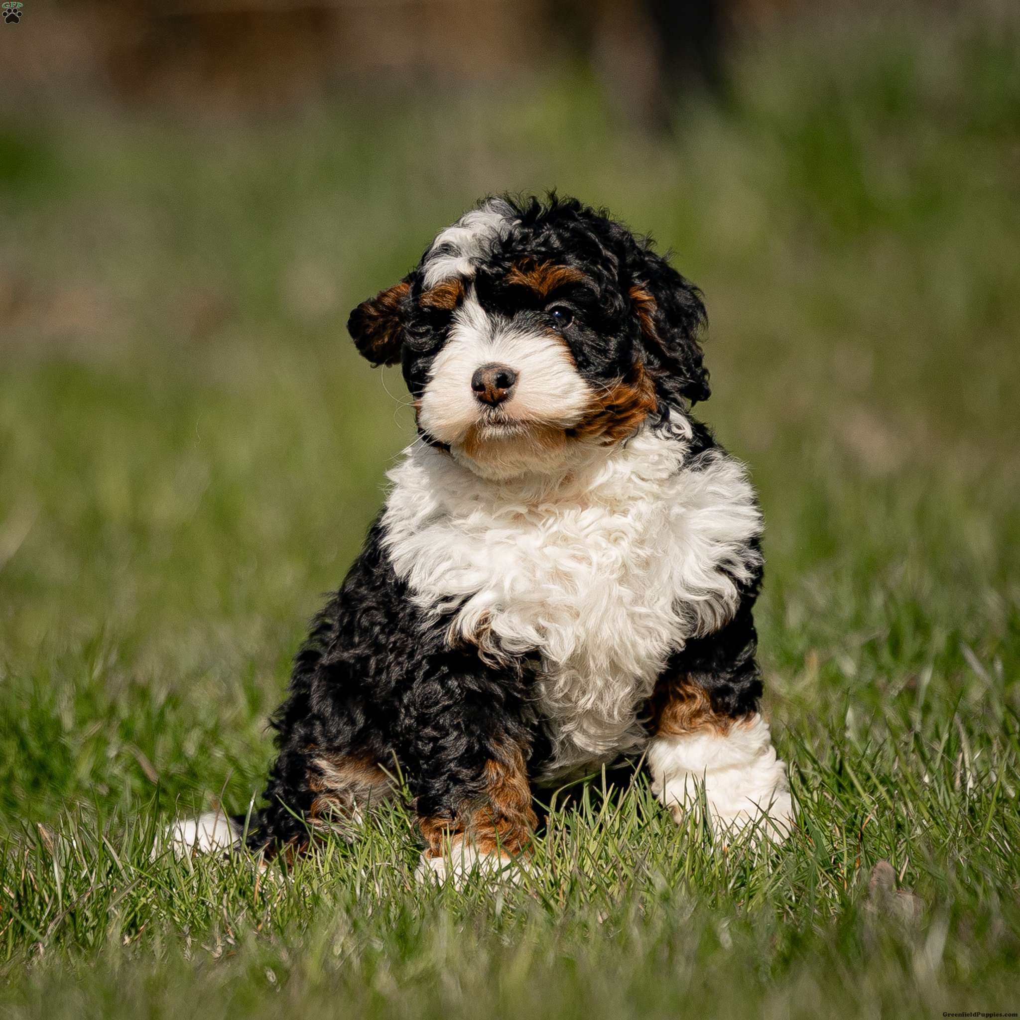 Molly - Mini Bernedoodle Puppy For Sale in Pennsylvania