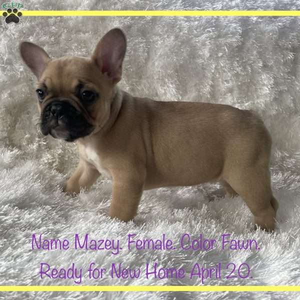 Mazey, French Bulldog Puppy