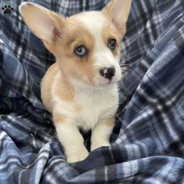 Cuddles, Pembroke Welsh Corgi Puppy