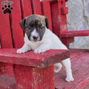 Rover, Jack Russell Terrier Puppy