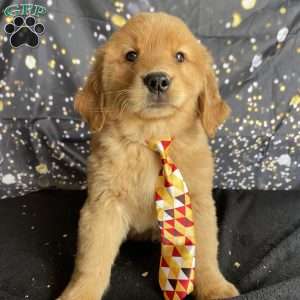 Louie, Golden Retriever Puppy