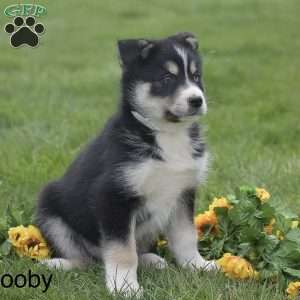 Scooby, Pomsky Puppy
