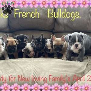 Jr, French Bulldog Puppy