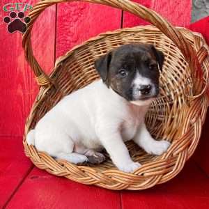 Rover, Jack Russell Terrier Puppy