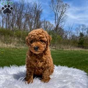 Felix F1B, Mini Goldendoodle Puppy