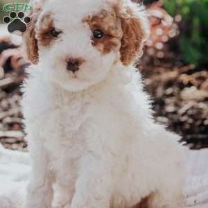 Lola, Mini Goldendoodle Puppy