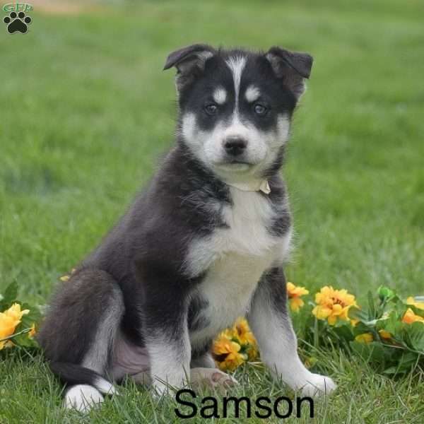 Samson, Pomsky Puppy