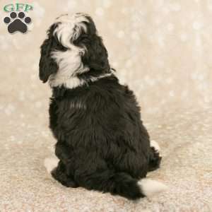 Abby, Mini Bernedoodle Puppy