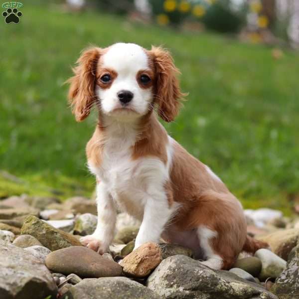 Abel, Cavalier King Charles Spaniel Puppy