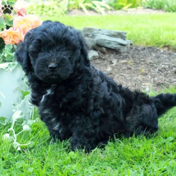 Adele, Mini Sheepadoodle Puppy