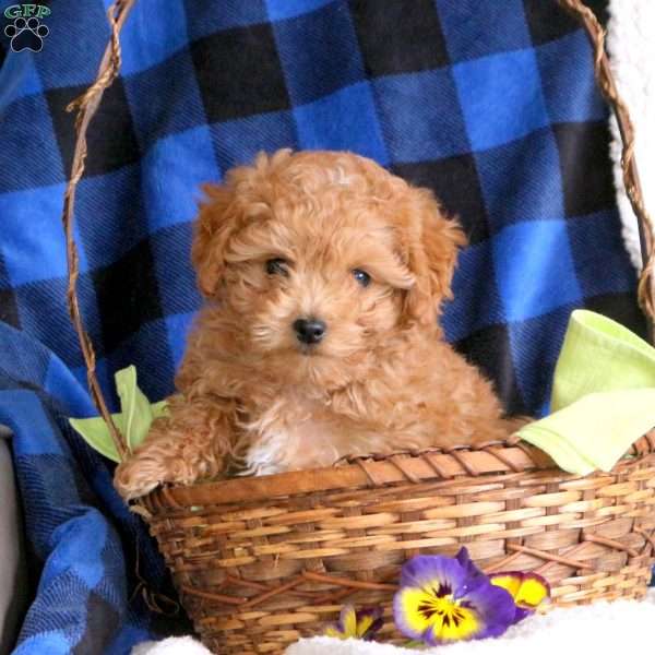 Adore, Toy Poodle Puppy