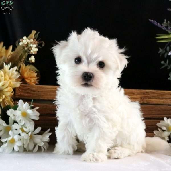 Ainsley, Maltichon Puppy