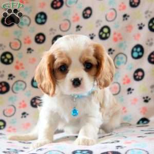 Alex, Cavalier King Charles Spaniel Puppy