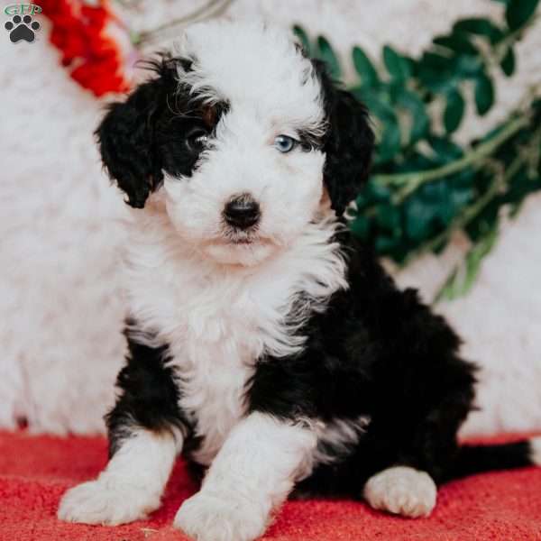 Alissa - Mini Bernedoodle Puppy For Sale In Pennsylvania