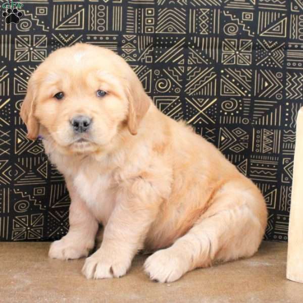 Amos, Golden Retriever Puppy