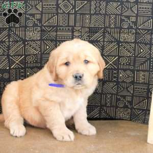 Amos, Golden Retriever Puppy