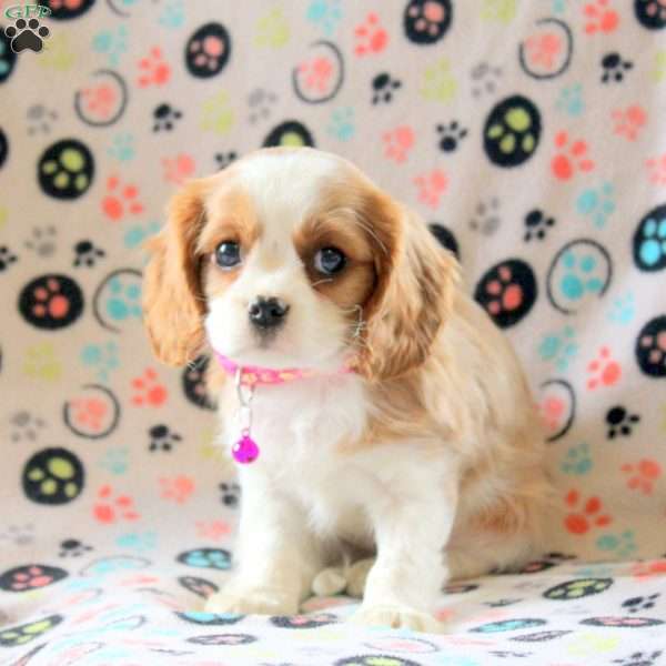 Amy, Cavalier King Charles Spaniel Puppy