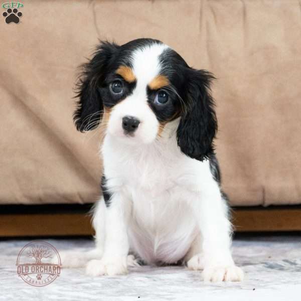 Amy, Cavalier King Charles Spaniel Puppy