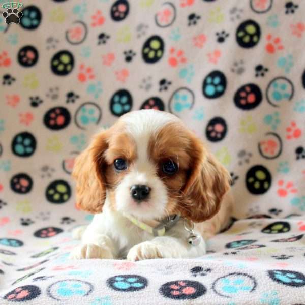 Andy, Cavalier King Charles Spaniel Puppy