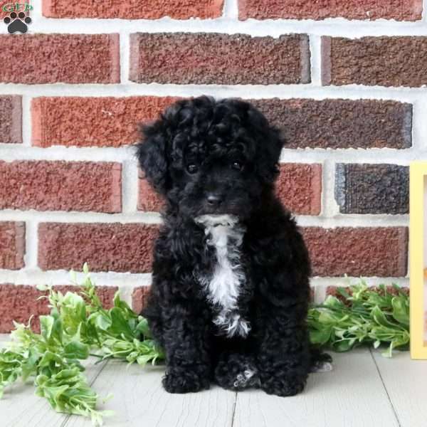 Angelina, Toy Poodle Puppy