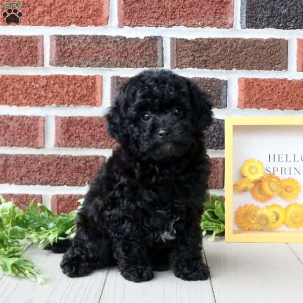 Anise, Toy Poodle Puppy