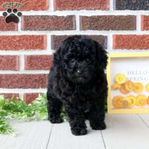 Anise, Toy Poodle Puppy