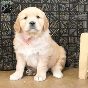 Annabelle, Golden Retriever Puppy