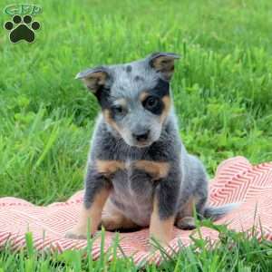 Blue Heeler Puppies For Sale - Greenfield Puppies