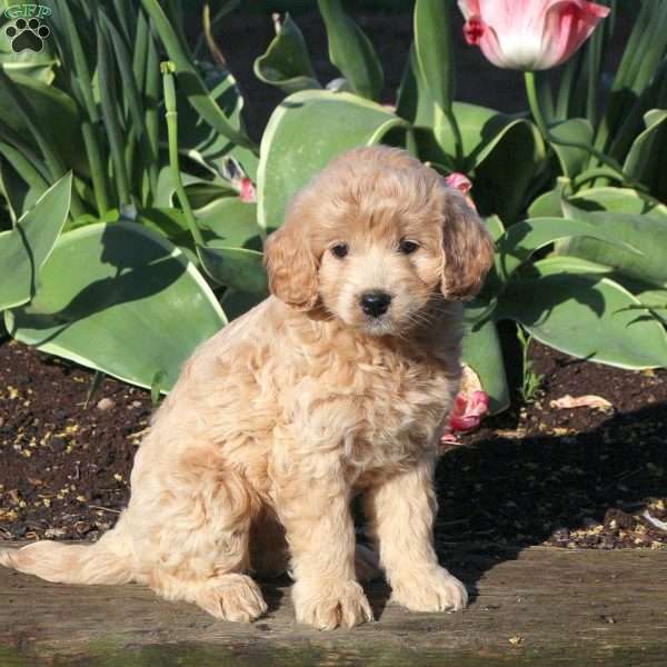 Annie, Mini Goldendoodle Puppy