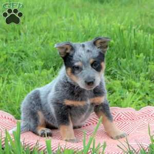Annie, Blue Heeler – Australian Cattle Dog Puppy