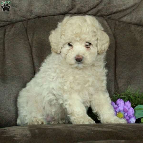 Ansel, Toy Poodle Puppy