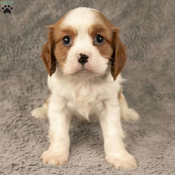 Archer, Cavalier King Charles Spaniel Puppy