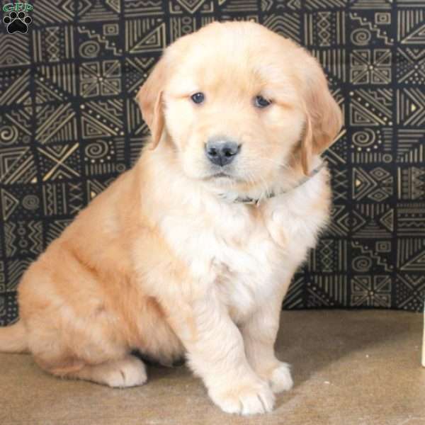 Archie, Golden Retriever Puppy