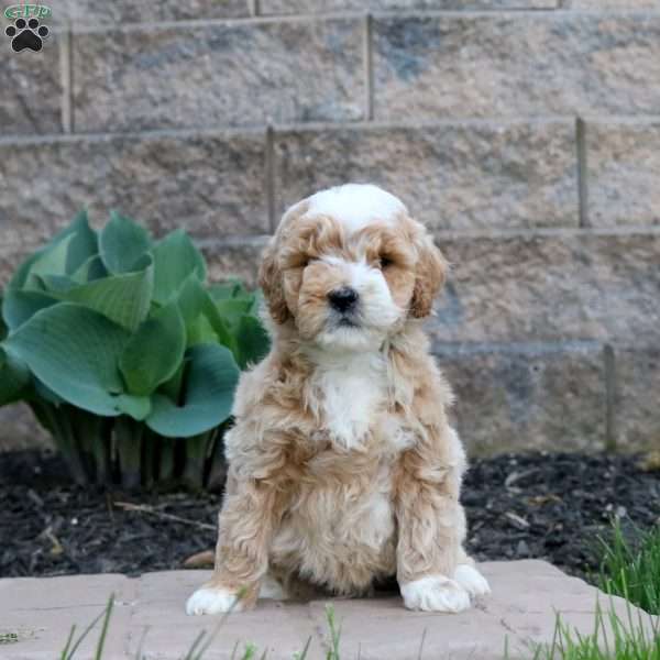 Archie, Mini Goldendoodle Puppy