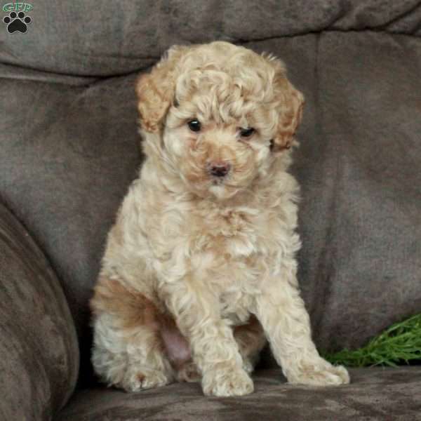 Arthur, Toy Poodle Puppy