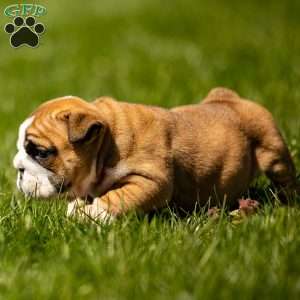 Asher, English Bulldog Puppy