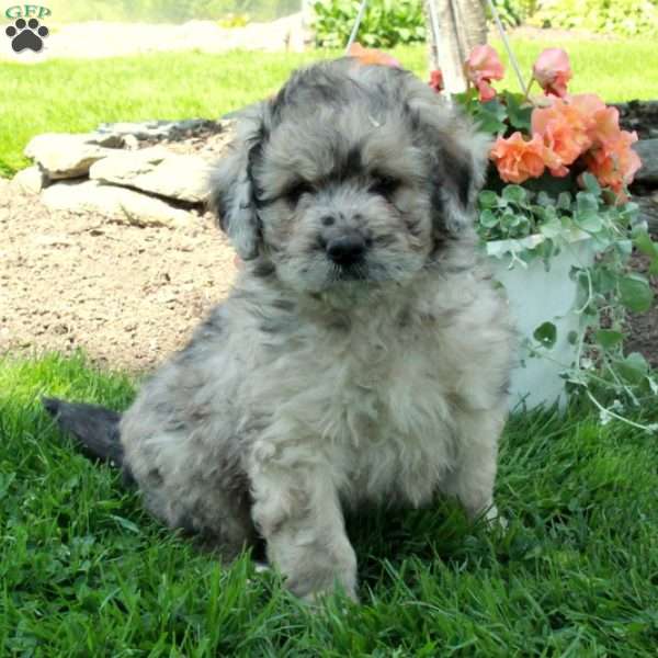 Asher, Mini Sheepadoodle Puppy