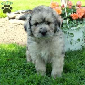 Asher, Mini Sheepadoodle Puppy