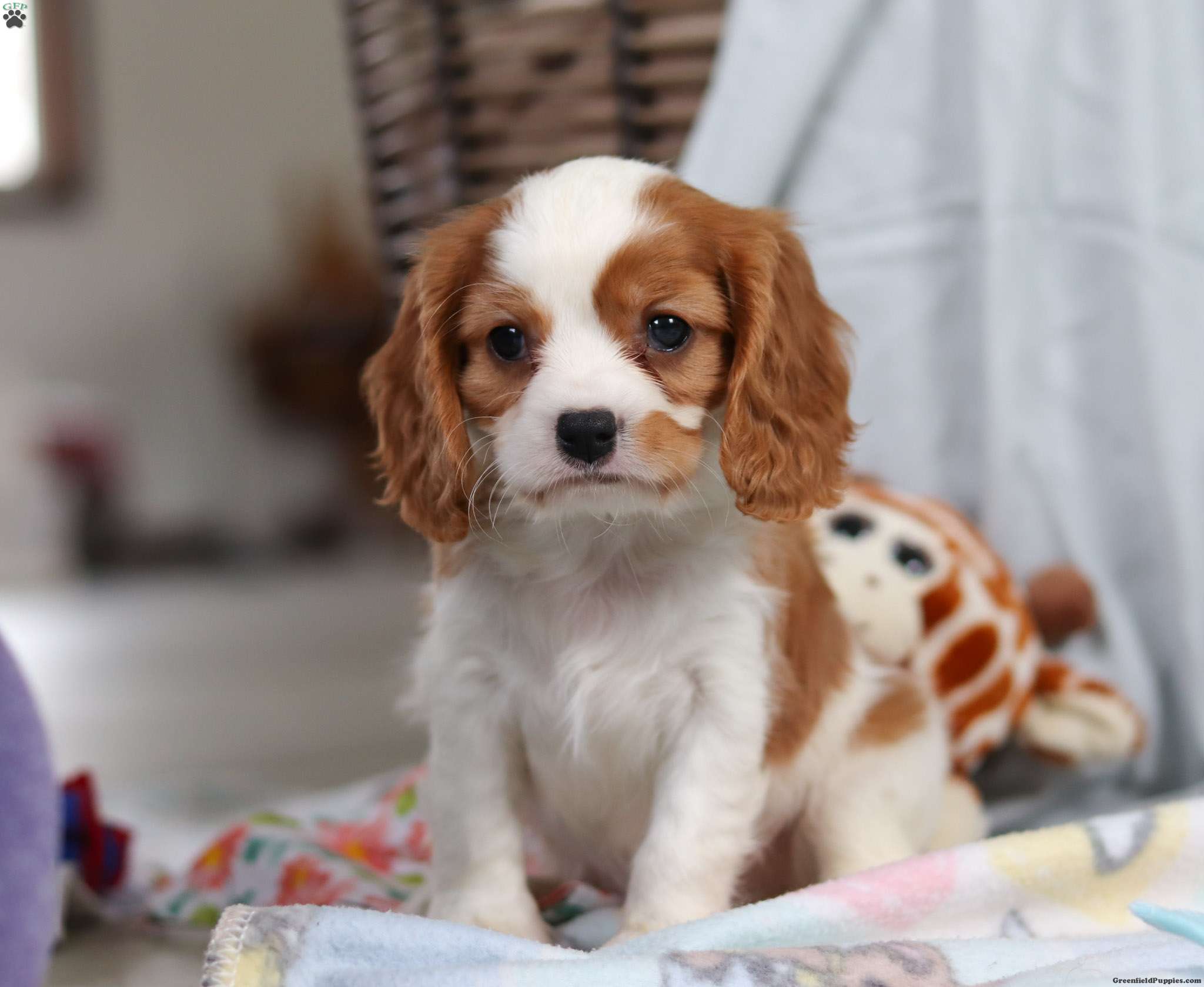 August - Cavalier King Charles Spaniel Puppy For Sale in Ohio