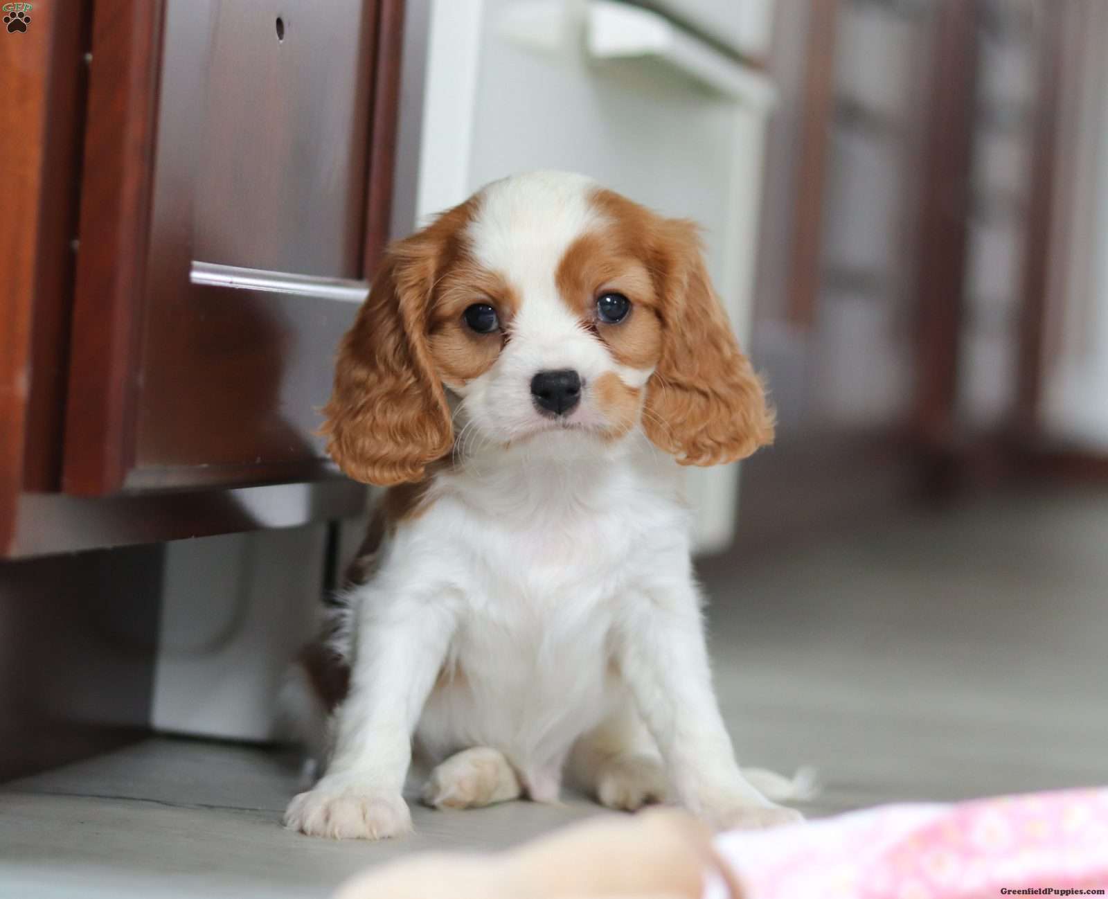 August - Cavalier King Charles Spaniel Puppy For Sale in Ohio